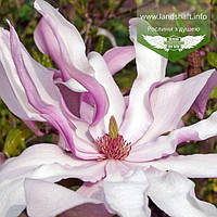 Magnolia hybrida 'Betty', Магнолія гібридна 'Беті',C7.5 - горщик 7,5л