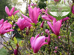 Magnolia hybrida 'Susan', Магнолія гібридна 'Сюзан',C3 - горщик 3л