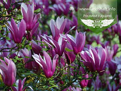 Magnolia liliiflora 'Nigra', Магнолія лілієцвітна 'Нігра',C3 - горщик 3л