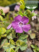 Vinca minor 'Atropurpurea', Барвінок малий 'Атропурпуреа',C2 - горщик 2л