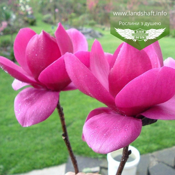 Magnolia x soulangeana 'Cleopatra', Магнолія Суланжа 'Клеопатра',C25 - горщик 20-25л,200-250см