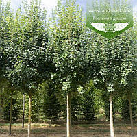 Acer campestre 'Lienco', Клен польовий 'Лієнцо',TG8-10,BR - голий корінь