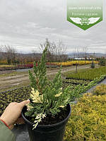 Juniperus chinensis 'Expansa Variegata', Ялівець китайський 'Експанса Варієгата',C2 - горщик 2л