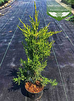 Juniperus chinensis 'Kuriwao Sunbeam', Ялівець китайський 'Курівао Санбім',C2 - горщик 2л