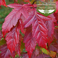 Acer ginnala 'Flame', Клен Гіннала 'Флейм',WRB - ком/сітка,PA100-120,350-400см,14-16cm