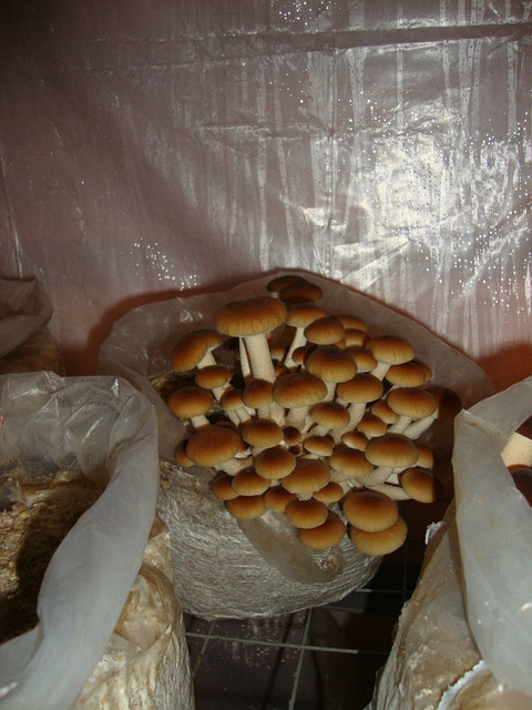 Мицелий Вешенки В Мешках Купить В Волгограде