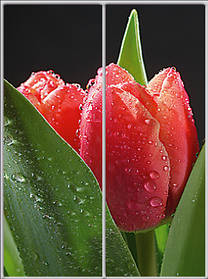 Шафа-купе "СТАНДАРТ 3" з фасадом Pr207 Природа