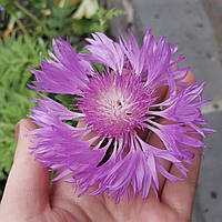 Волошка Королівська саджанці багаторічних квітів в контейнері Centaurea