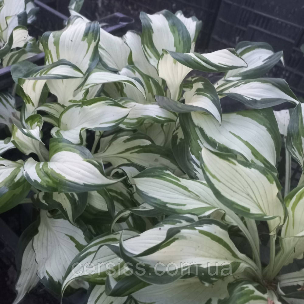 Хоста Медіоварієгата, Hosta Mediovariegata