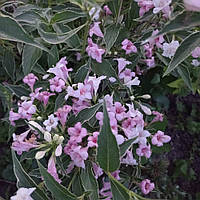 Вейгела рожева Сплендід двохрічні саджанці в контейнерах Weigela Florida Splendid