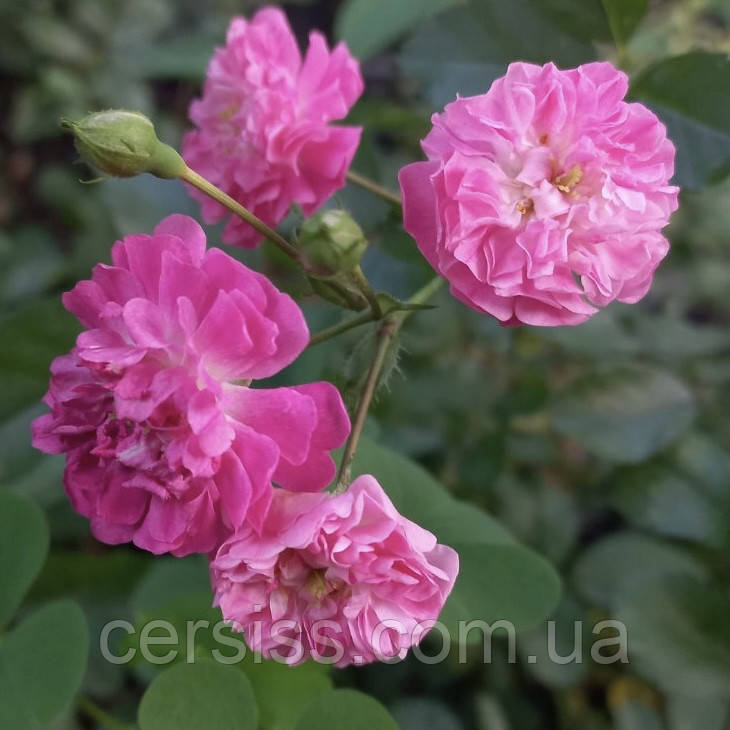 Саджанці троянди плетистої Пінк фемілі, Rose Pink Family