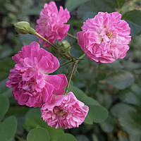 Саджанці троянди плетистої Пінк фемілі, Rose Pink Family