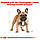 Сухий корм Royal Canin French Bulldog Adult 3 кг для дорослих собак породи французький бульдог старше 12 міс, фото 3