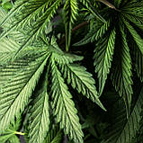 Шампунь-Гель для Душу 4 в 1 Зволожуючий Конопля Eugene Perma Paris Petrole Hahn BIO 250 мл, фото 5