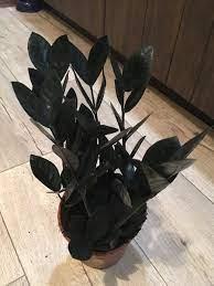 Замиокулькас черный Рейвен (Raven), фото 1