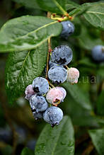 Лохина Блюголд (Bluegold), ранній сорт, 3-річний саджанець