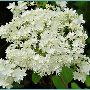 Саджанці Гортензії деревоподібної Хайес Старберст (Hydrangea arborescens Hayes Starburst) Р9