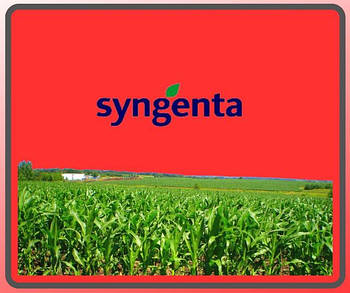 Насіння кукурудзи Syngenta