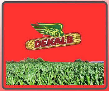 Насіння кукурудзи Monsanto (Dekalb)