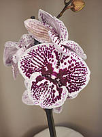 Орхидея биглип 1 ветка