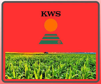 Насіння кукурудзи KWS