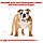 Сухий корм Royal Canin Bulldog Adult 12 кг для Англійських бульдогів від 12 місяців, фото 2