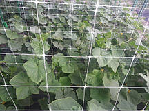 Сітка Шпалерна 1,7 висота