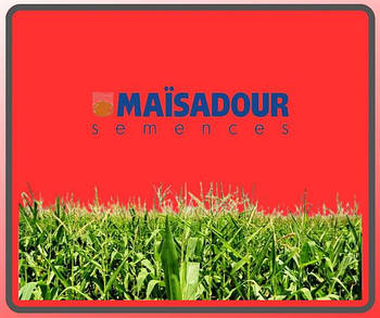 Насіння кукурудзи MAS Seeds