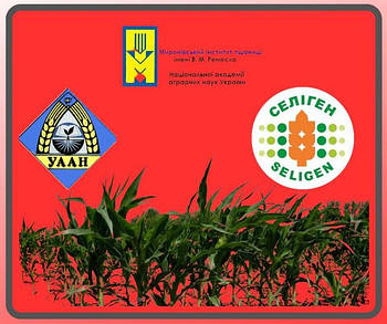 Насіння кукурудзи української селекції