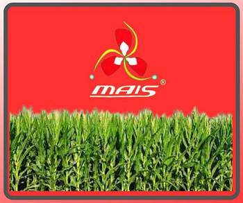 Насіння кукурудзи MAIS