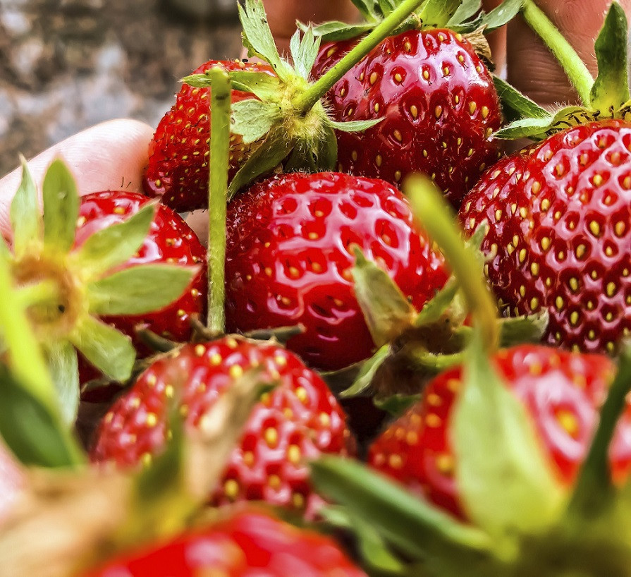 Ароматизатор для свічок - Полуниця 1 кг, фото 1