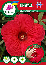 Гібіскус трав'янистий Fireball