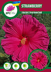 Гібіскус трав'янистий Strawberry