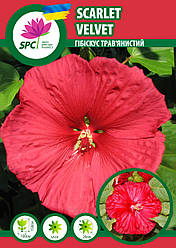 Гібіскус трав'янистий Червоний Оксамит(Scarlet Velvet)