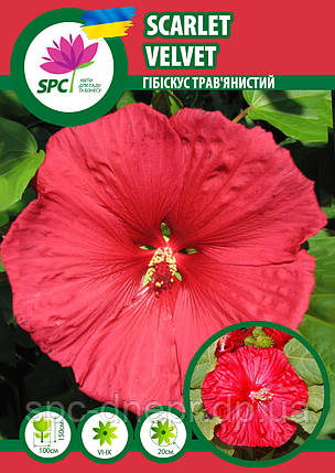Гібіскус трав'янистий Червоний Оксамит(Scarlet Velvet), фото 1