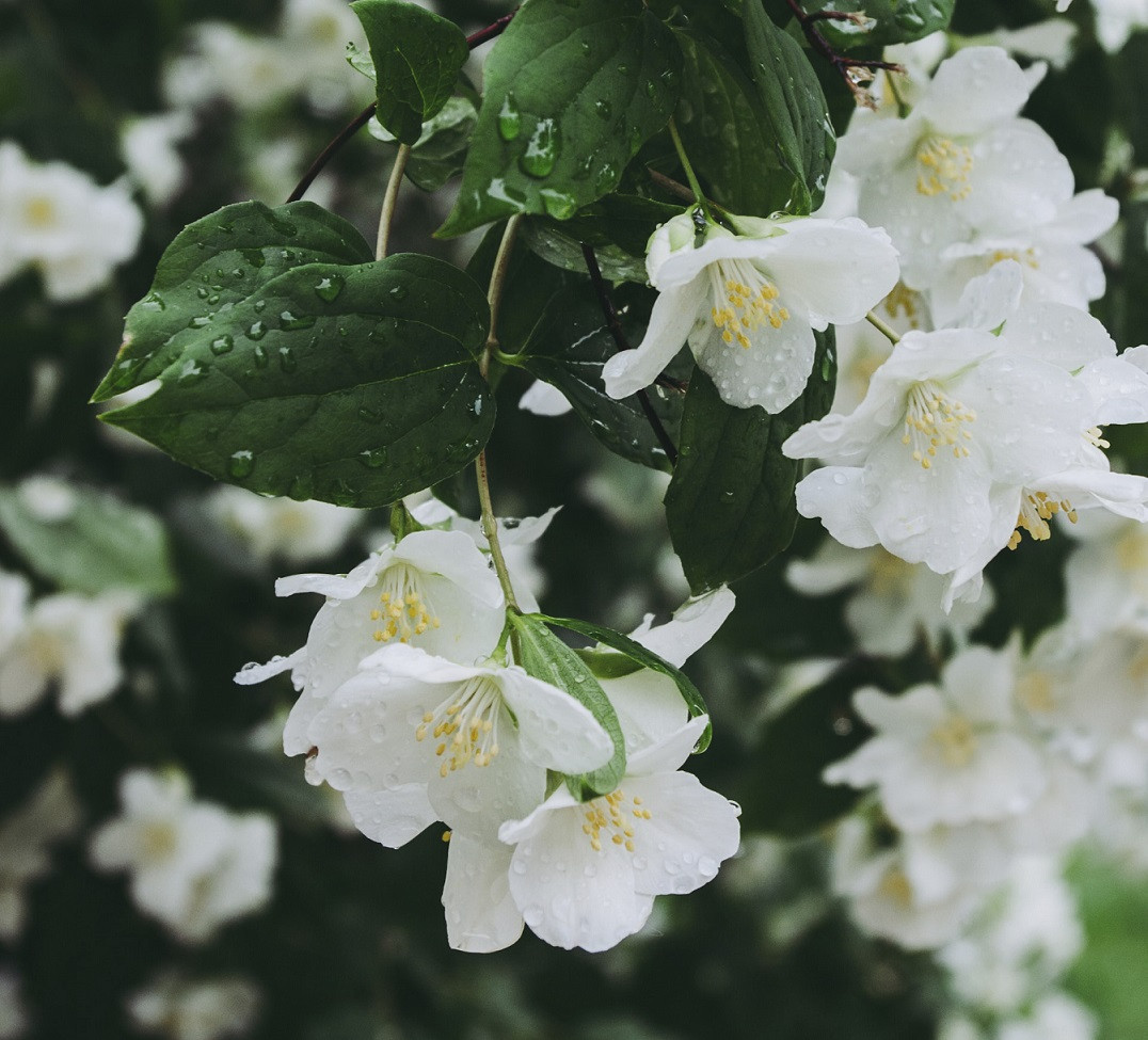 Ароматизатор для свічок - Жасмін 1 кг, фото 1