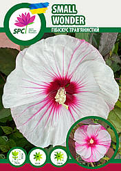 Гібіскус трав'янистий Small Wonder