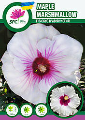 Гібіскус трав'янистий Кленовий Зефір (Maple Marshmallow)