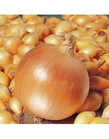 Цибуля сівок Коррадо 10/21 TOP Onions (Голландія) - 1 кг