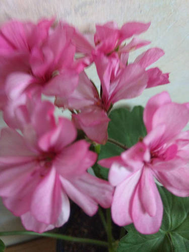 Пеларгония зональная розовая махровая (Pelargonium Zonale), молодое ...