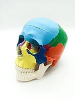 Модель черепа людини 1:1 рухома щелепа топографічна