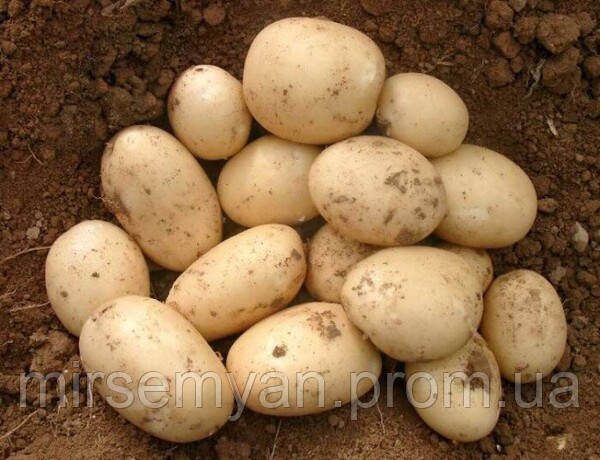 Картопля насіннєва Коломбо 3 кг (1 репродукція)