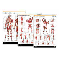 Комплект плакатов "Мышцы человека" 30смх42см (с 3 частей)