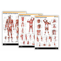Комплект плакатів "М'язи людини" 30смх42см (з 3 частин)