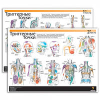 Плакат "Триггерные точки" 30смх42см (1 и 2 часть)