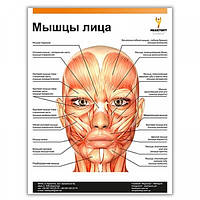 Плакат "Мышцы лица" 30смх42см (1 плакат)