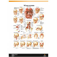 Плакат "Мышцы головы" 30смх42см (1 плакат)