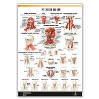 Плакат "М'язи шиї" 30смх42см (1 плакат)