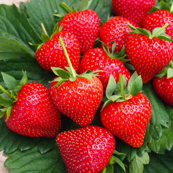 Саджанці полуниці (розсада) Дивна - середня, транспортабельна, фото 1