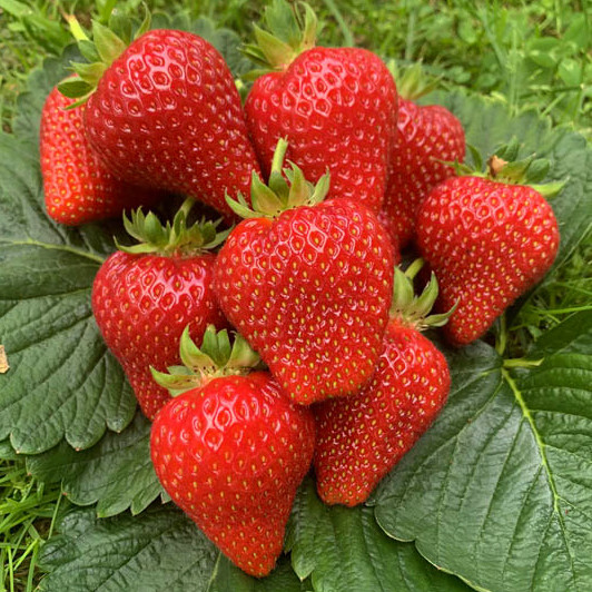 Саджанці полуниці (розсада) Елеганс (Elegance) - середня, урожайна, транспортабельна, фото 1